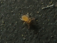 Deuterosminthurus pallipes