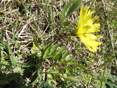 Ixeris japonica