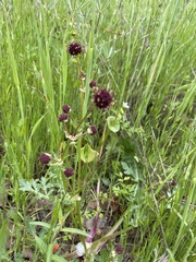 Sanicula bipinnatifida