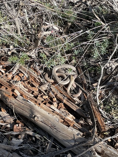 Yellow-faced Whipsnake