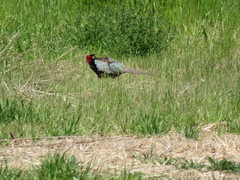 Phasianus versicolor