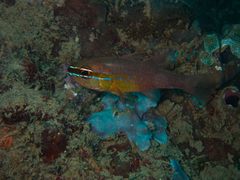 Ostorhinchus apogonoides