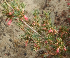 Brachyloma ericoides