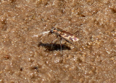 Ellipsoptera