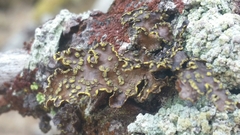 Pseudocyphellaria citrina