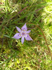 Moraea australis