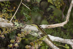 Anolis bahorucoensis