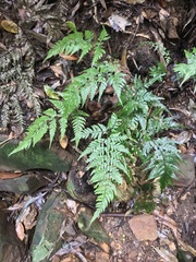 Rumohra adiantiformis