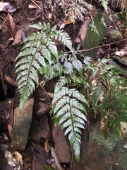 Rumohra adiantiformis