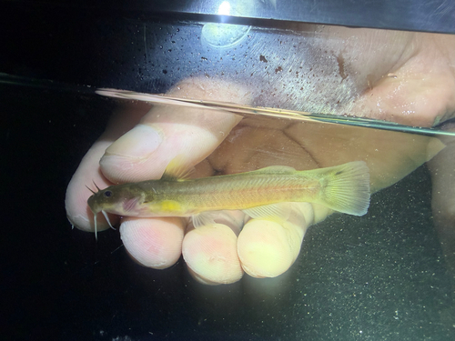 Orangefin Madtom