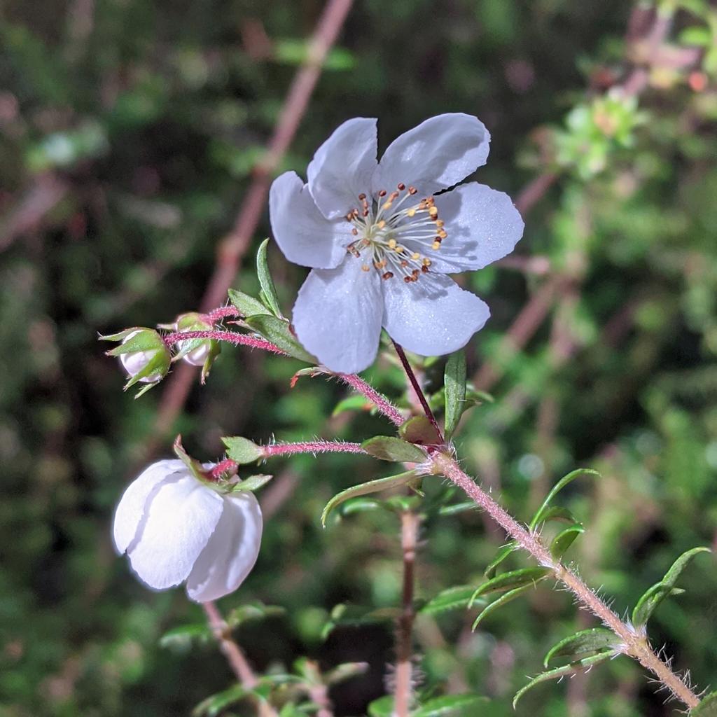 River Rose