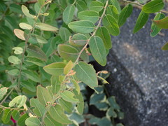Phyllantheae