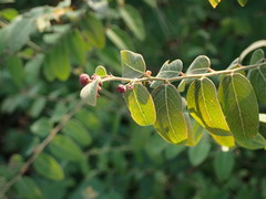 Phyllantheae
