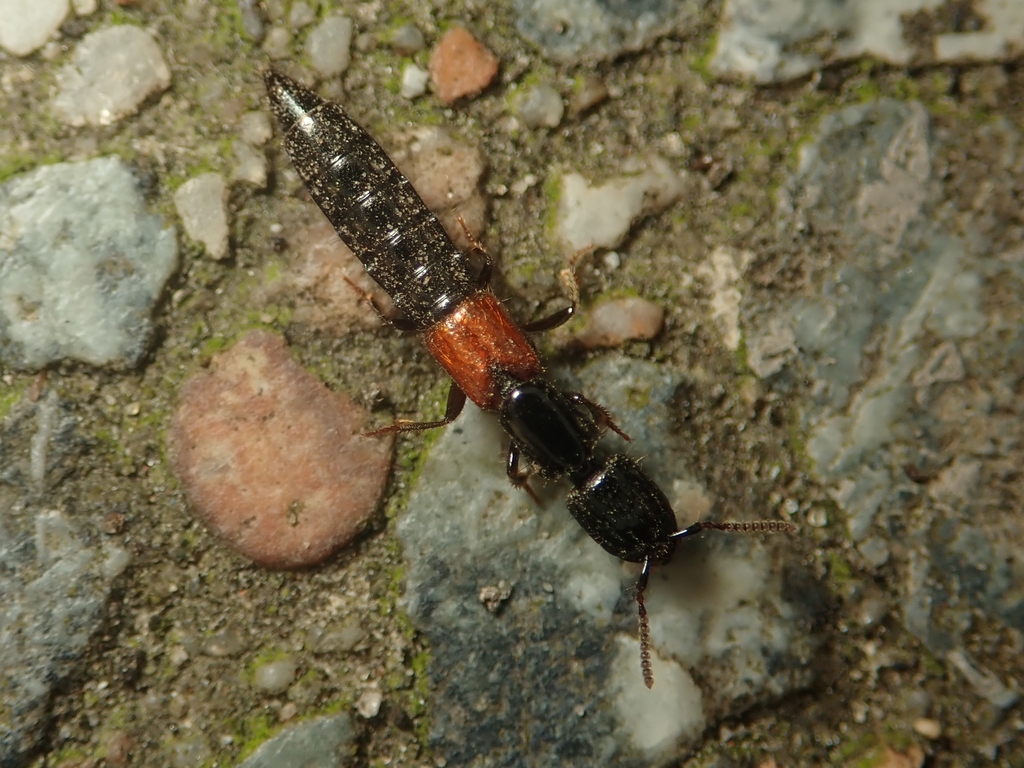 Cold Rove Beetle