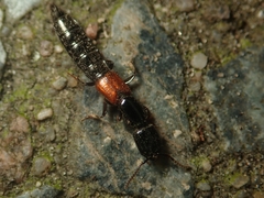 Gauropterus fulgidus