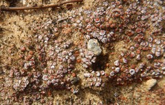 Psora decipiens