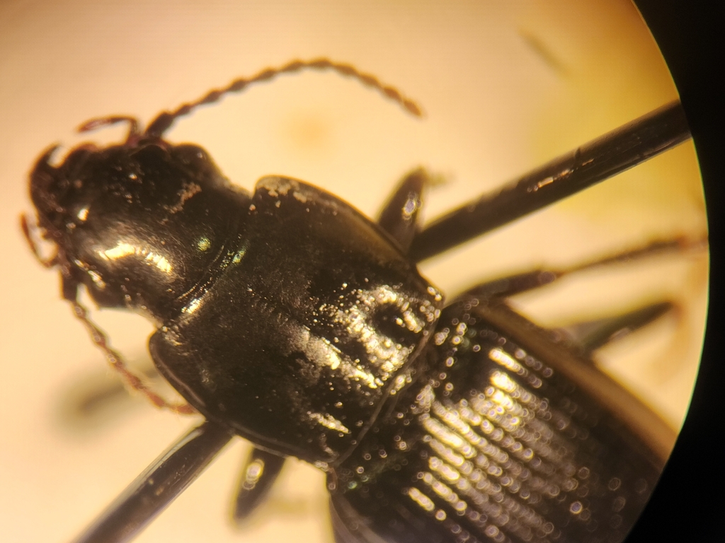 Holcaspis falcis