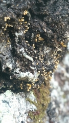 Eustilbum aureum