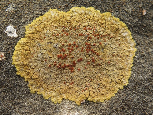 Caloplaca eugyra