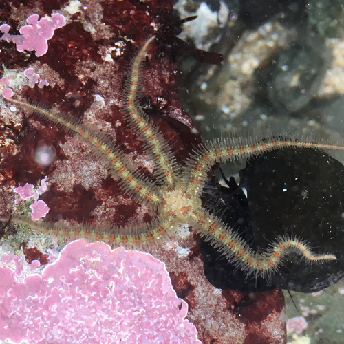Western Spiny Brittle Star, photo 9 of 10