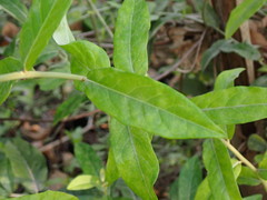 Tarlmounia elliptica