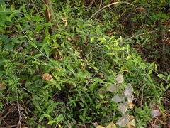 Tarlmounia elliptica