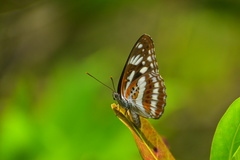 Limenitidini