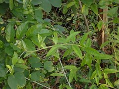 Tarlmounia elliptica