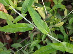 Tarlmounia elliptica