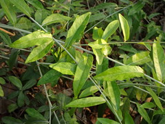 Tarlmounia elliptica