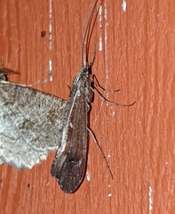 Glyphopsyche irrorata