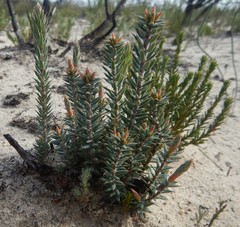 Stenanthera conostephioides