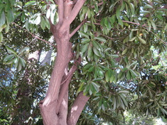 Lithocarpus edulis