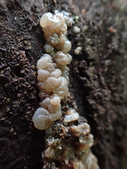 Exidia novozealandica