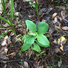 Coprosma macrocarpa minor