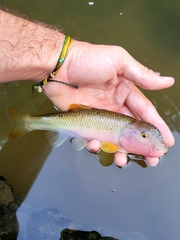 Bigmouth Chub photo 4
