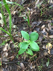 Coprosma macrocarpa minor