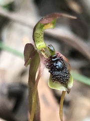 Chiloglottis diphylla