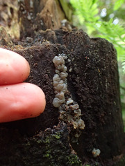 Exidia novozealandica