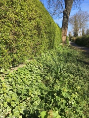 Lamium galeobdolon argentatum