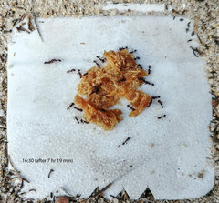 Monomorium fastidium