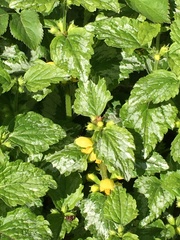 Lamium galeobdolon argentatum