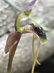 Chiloglottis diphylla