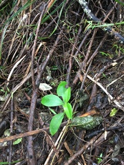 Coprosma macrocarpa minor