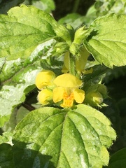 Lamium galeobdolon argentatum