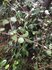 Coprosma rhamnoides