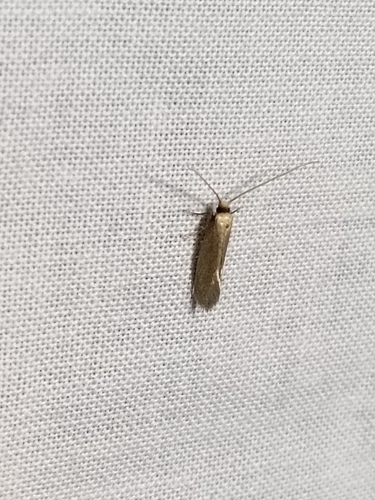 Crassicornella agenjoi
