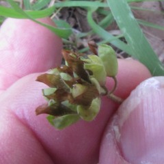 Trifolium bejariense