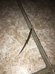 Glaphyromorphus punctulatus