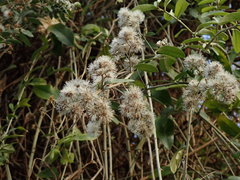 Tarlmounia elliptica